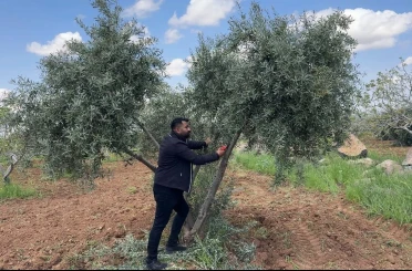 Şanlıurfa’da zeytin üreticilerine kritik uyarı 
