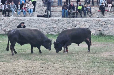 Şap hastalığı nedeniyle ertelenen Ardanuç boğa güreşleri festivali sona erdi 