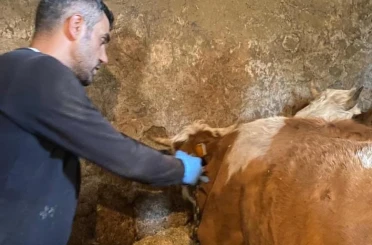 Şap hastalığına karşı aşılama çalışmaları sürüyor 