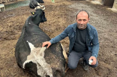 Şap vurdu: 35 litre süt veren sığırdan bir çay bardağı süt almaya başladı 