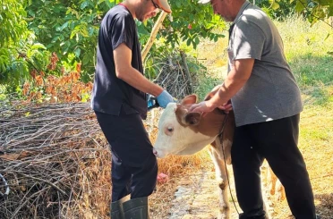 Şaphane’de büyükbaş hayvanlara kimliklendirme çalışması 