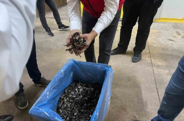 Saray ormanlarından trüf mantarı ihracatı 