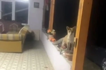 Saray’da tilki ile sohbet görenleri güldürdü 