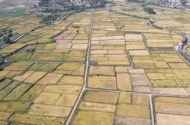 Saraydüzü’nde çeltik hasadı başladı 