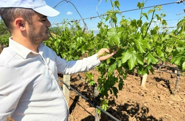 Sarıgöl bağlarında 3K hamlesi 