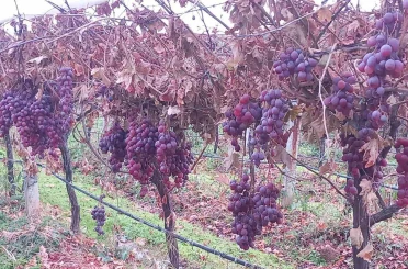 Sarıgöl’de 2025 yılı üzümleri dalında bekletip 2026’nın ilk günü hediye etti 