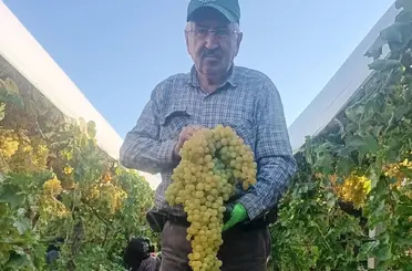 Sarıgöl’de 5,5 kiloluk dev üzüm salkımı
