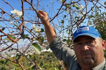 Sarıgöl’de armut ağacı ikinci kez çiçek açtı 