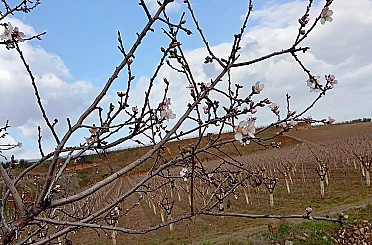 Sarıgöl’de badem ağaçları çiçek açtı 