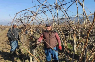 Sarıgöl’de bağ budama işçi ücretleri belli oldu 