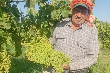 Sarıgöl’de dev salkımlar ihracat yolunda 