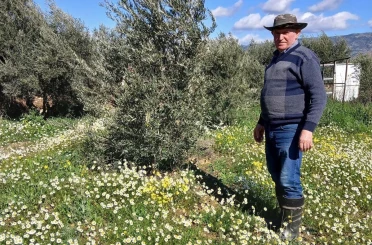 Sarıgöl’de şubat ayında yalancı bahar yaşanıyor 