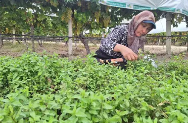 Sarıgöl’de tarhanalık nane hasadı başladı