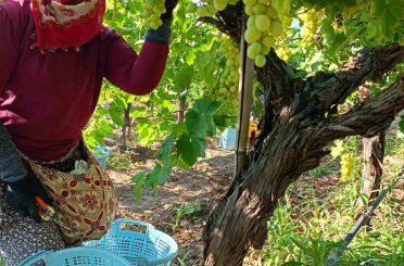 Sarıgöl’de üzüm hasadı aralıksız devam ediyor 