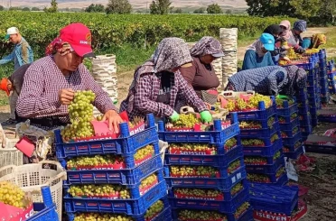 Sarıgöl’de üzüm hasadı aralıksız sürüyor 
