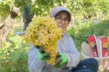 Sarıgöl’de yaş üzüm piyasası hareketlendi 
