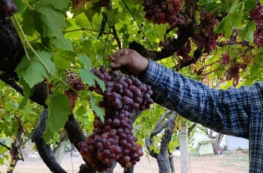 Sarıgöllü üreticiden 1 kilo 740 gramlık üzüm salkımı
