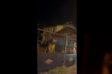Sarıkamış’ta bu kez roller değişti: Vatandaş dışarıda bekledi, ayılar bahçede misafir oldu 