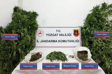 Sarıkaya’da 25 kök kenevir ele geçirildi 