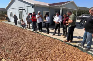 Şarköy’de badem hasadı başladı
