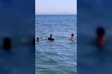 Şarköy’de denize girenlerin arasına yavru yunus daldı: Eğlenceli anlar kamerada 