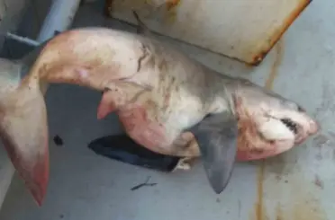 Saros Körfezi’nde balıkçıların ağına 65 kiloluk köpek balığı takıldı
