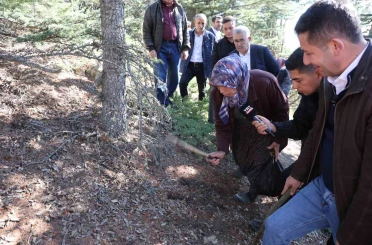Sedir mantarının geleceği için uyarı: "Her mantar toplanmaz" 