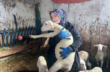 Şehir hayatını bırakıp üretime yöneldi: Kadın girişimci Fransız koyunlarıyla dikkat çekiyor 