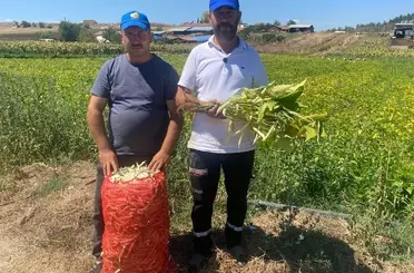 Şeker fasulye yüzleri güldürdü
