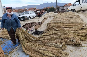 Selendi’de tütünde hasat bitti, kolileme mesaisi başladı 