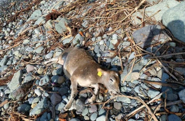 Selin vurduğu Artvin’de hayvanlar sel suları ile denize sürüklendi 