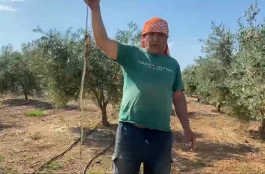 Serada karpuz toplarken yılanla burun buruna geldi 