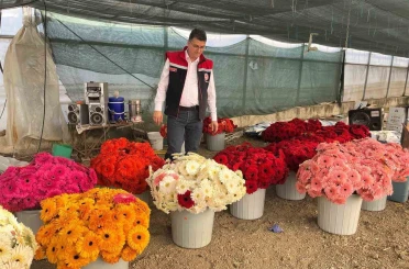 Serada sebzeden gerberaya: Üretim çeşitliliği dikkat çekiyor 