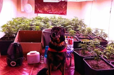 Seraya çevirdiği kiralık dairede kenevir yetiştiren şahıs yakalandı 