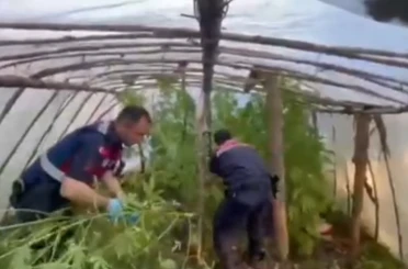Serayı uyuşturucu tarlasına çevirmiş 