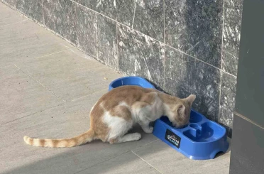 "Sevgimiz, Enerjimiz Sizinle" Projesi sokak hayvanlarına umut oldu 