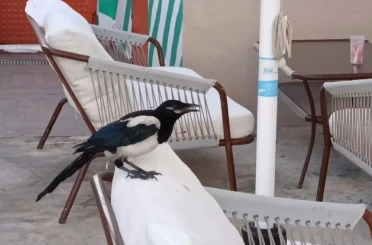 Sevimli saksağan Tekirdağlıların maskotu haline geldi 