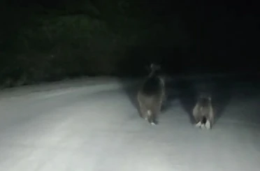 Seyir halindeki otomobilin önüne ayı çıktı 