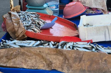 Seyyar balıkçı: "Bu senenin balığı sardalya" 