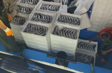 Sezonun ilk gününde avlanan palamutlar İnebolu Limanı’na geldi