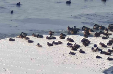 Sibirya soğukları yaban hayatını vurdu 