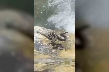 Sıcaktan bunalan yılanlar su kenarında serinledi 