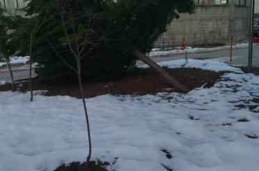 Şiddetli rüzgar hastane bahçesindeki çam ağacını devirdi 