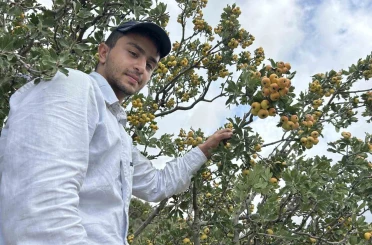 Şifa deposu alıçta hasat başladı: Kilogram fiyatı 200 TL’den alıcı buluyor 