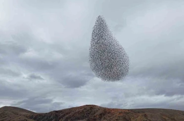 Sığırcık kuşlarından görsel şölen 