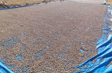 Siirt fıstığı işleme çalışmaları sürüyor 