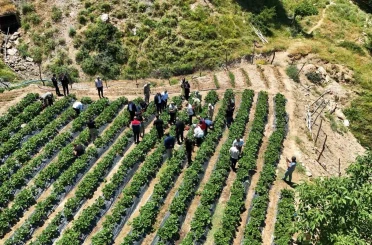 Siirt’te çilek hasadı 