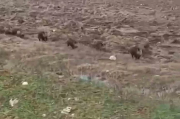 Siirt’te domuz sürüsü görüntülendi 