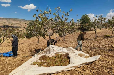 Siirt’te fıstık hasadında sona gelindi 