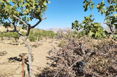 Siirt’te jandarma, fıstık hırsızlıklarına karşı denetimlerini artırdı 